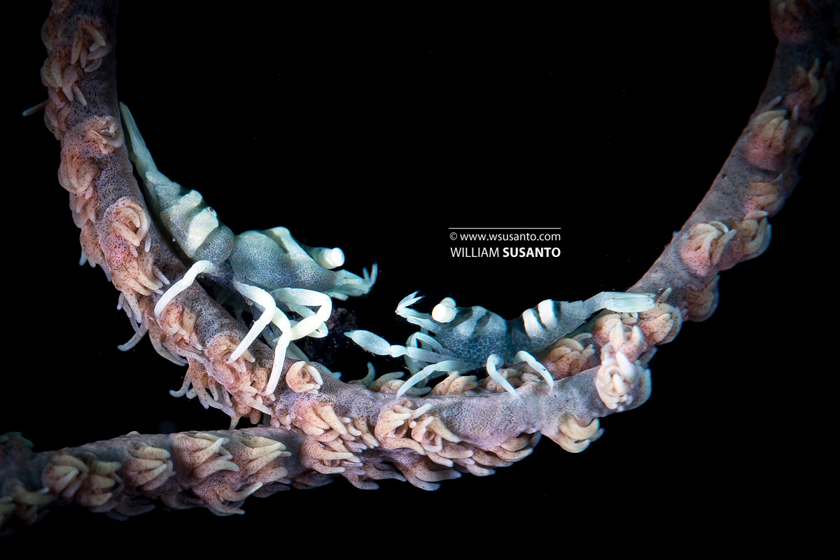 Whip Coral Shrimp